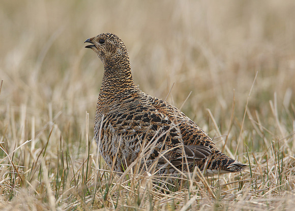 Black Grouse Tetrao tetrix