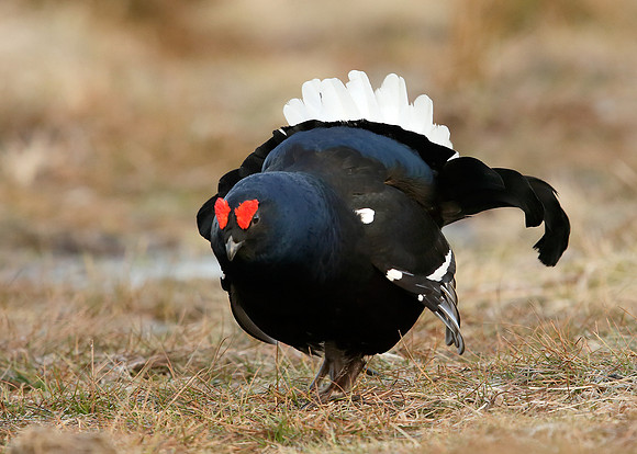 Black Grouse Tetrao tetrix