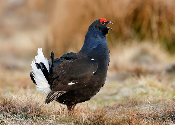Black Grouse Tetrao tetrix