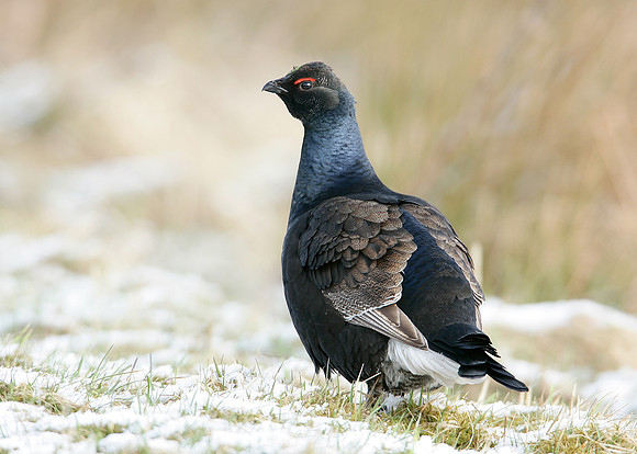 Black Grouse Tetrao tetrix
