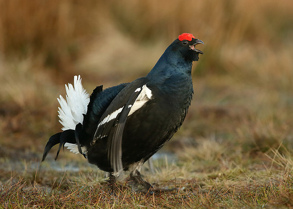 Black Grouse Tetrao tetrix