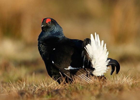 Black Grouse Tetrao tetrix