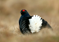 Black Grouse Tetrao tetrix