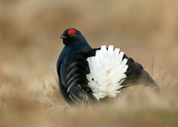 Black Grouse Tetrao tetrix