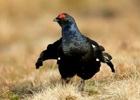 Black Grouse Tetrao tetrix