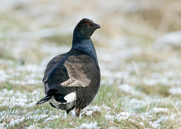 Black Grouse Tetrao tetrix