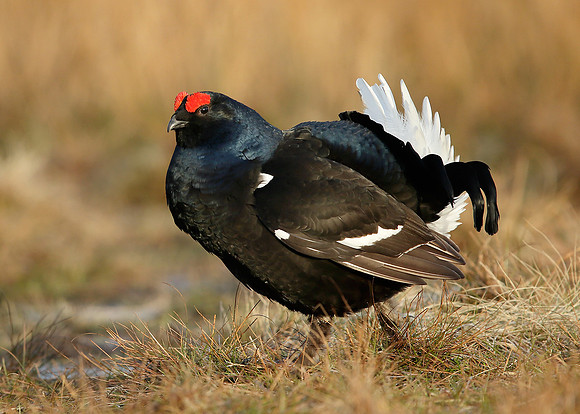 Black Grouse Tetrao tetrix