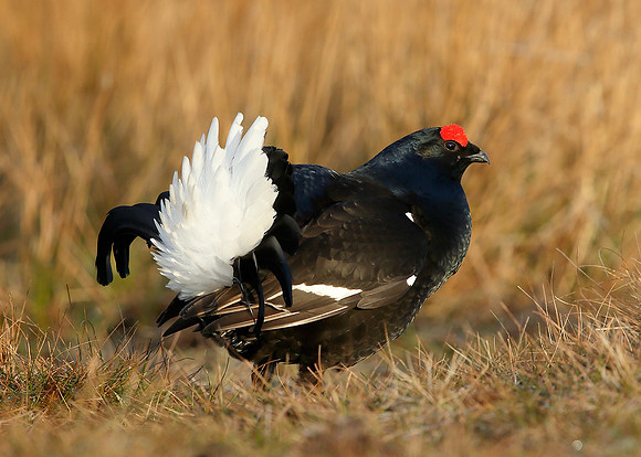 Black Grouse Tetrao tetrix