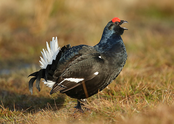 Black Grouse Tetrao tetrix