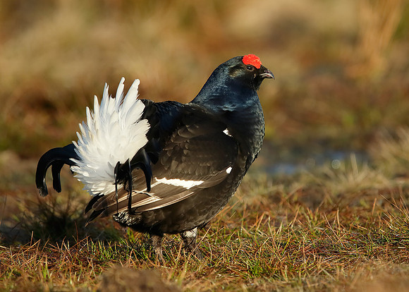 Black Grouse Tetrao tetrix