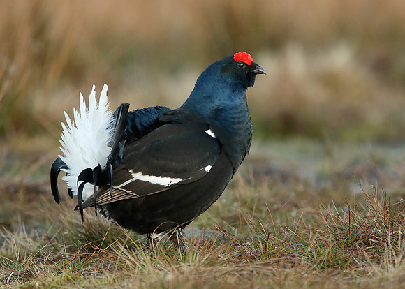 Black Grouse Tetrao tetrix