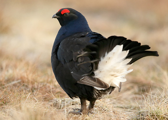 Black Grouse Tetrao tetrix