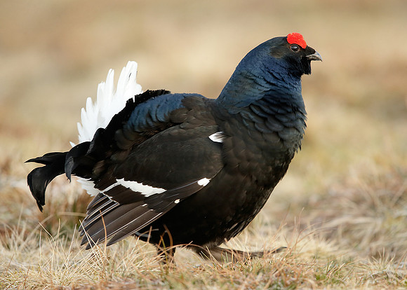 Black Grouse Tetrao tetrix