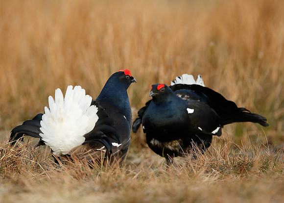 Black Grouse Tetrao tetrix