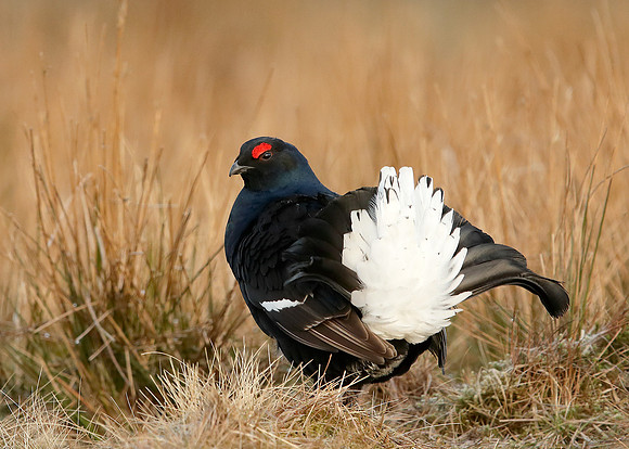 Black Grouse Tetrao tetrix