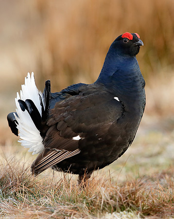 Black Grouse Tetrao tetrix
