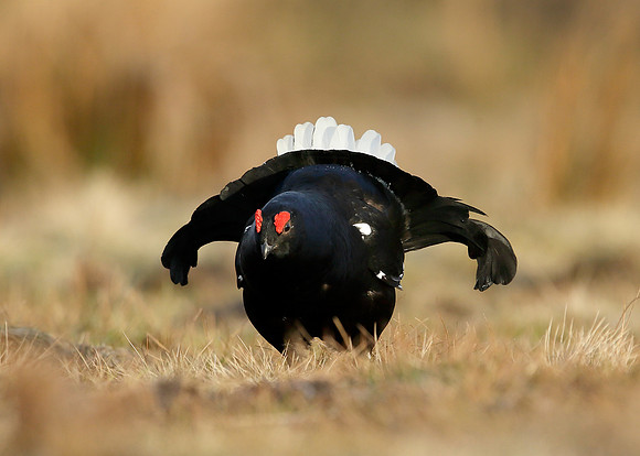 Black Grouse Tetrao tetrix