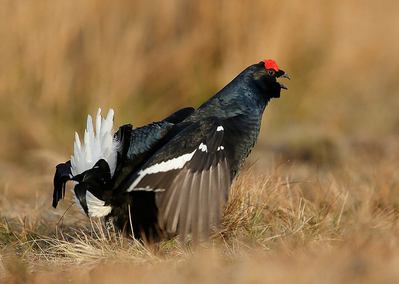 Black Grouse Tetrao tetrix
