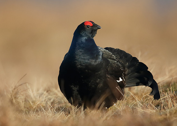 Black Grouse Tetrao tetrix