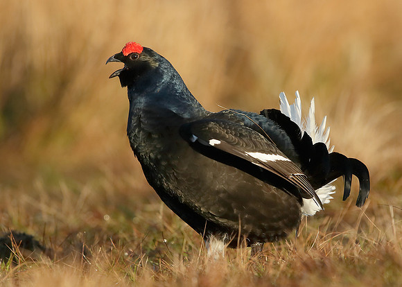 Black Grouse Tetrao tetrix