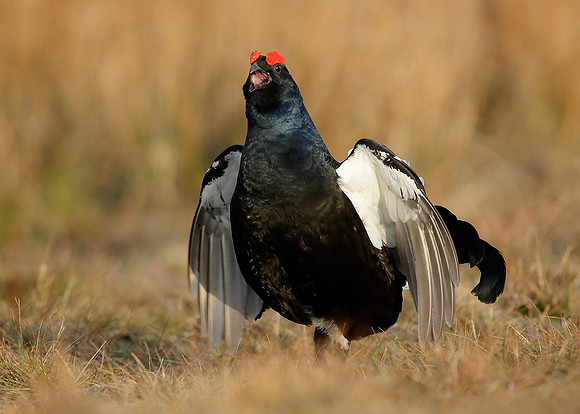 Black Grouse Tetrao tetrix
