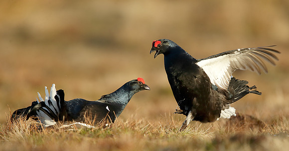 Black Grouse Tetrao tetrix