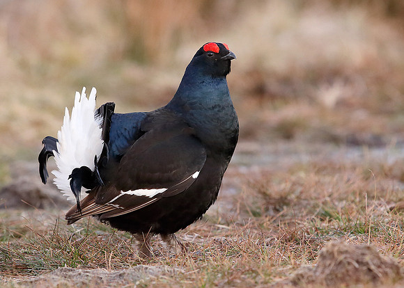 Black Grouse Tetrao tetrix
