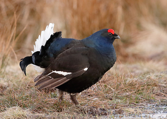 Black Grouse Tetrao tetrix