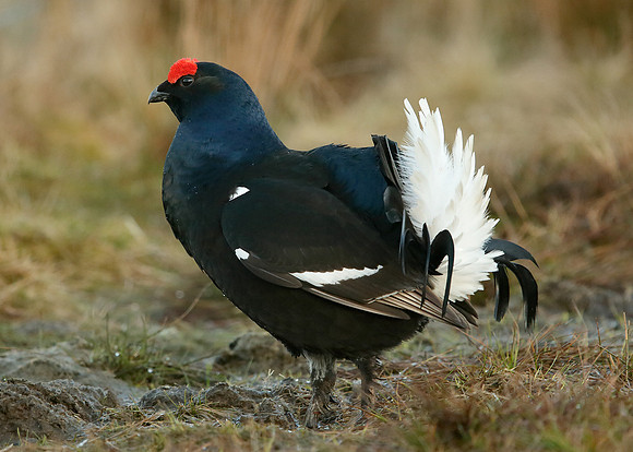 Black Grouse Tetrao tetrix