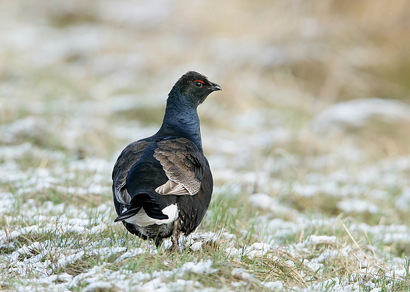 Black Grouse Tetrao tetrix