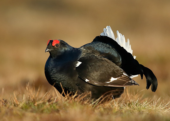 Black Grouse Tetrao tetrix