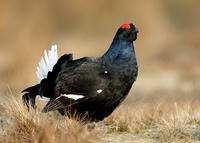 Black Grouse Tetrao tetrix