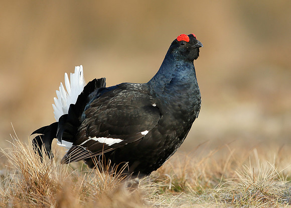 Black Grouse Tetrao tetrix