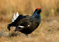 Black Grouse Tetrao tetrix