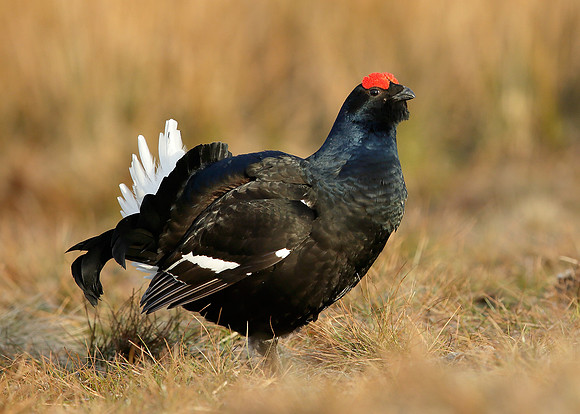 Black Grouse Tetrao tetrix