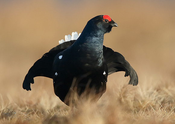Black Grouse Tetrao tetrix