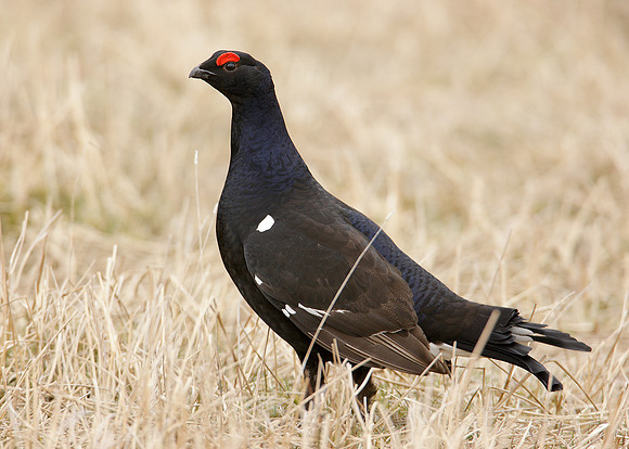 Black Grouse Tetrao tetrix
