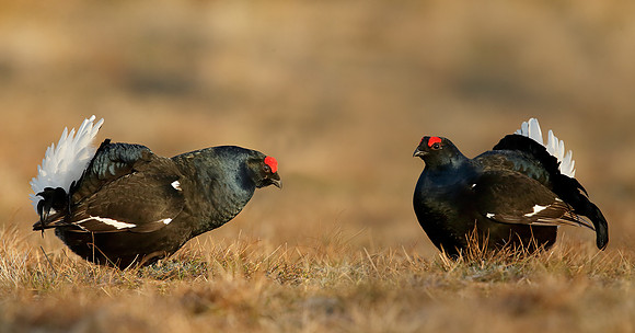Black Grouse Tetrao tetrix