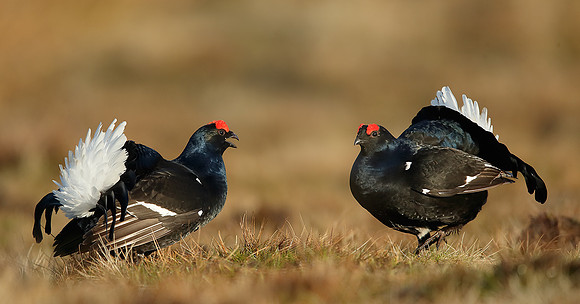 Black Grouse Tetrao tetrix