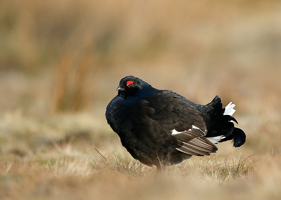 Black Grouse Tetrao tetrix