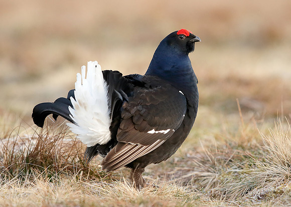 Black Grouse Tetrao tetrix