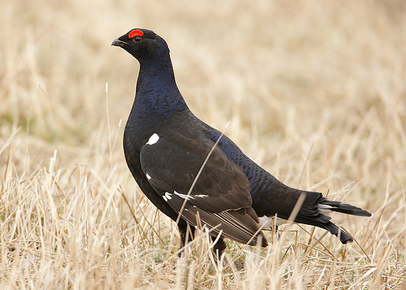Black Grouse Tetrao tetrix