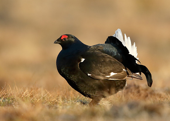 Black Grouse Tetrao tetrix