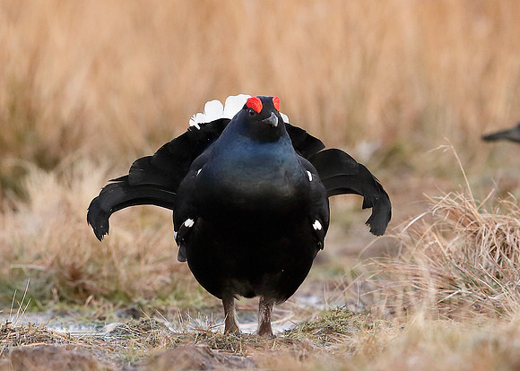 Black Grouse Tetrao tetrix