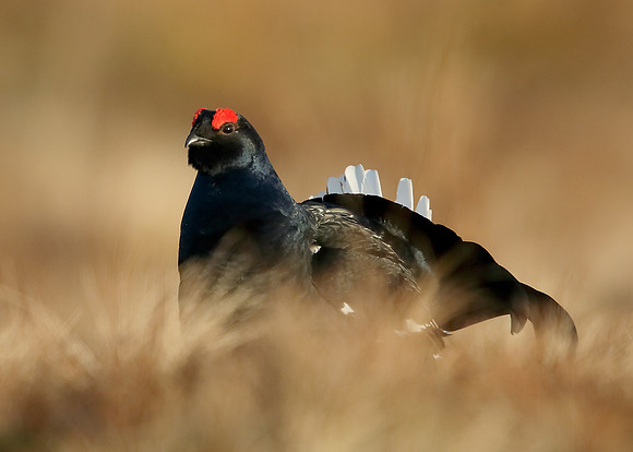 Black Grouse Tetrao tetrix