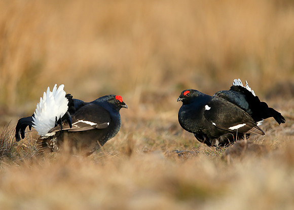 Black Grouse Tetrao tetrix