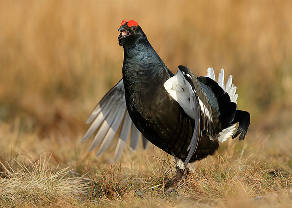 Black Grouse Tetrao tetrix