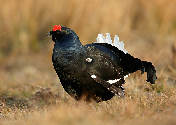 Black Grouse Tetrao tetrix