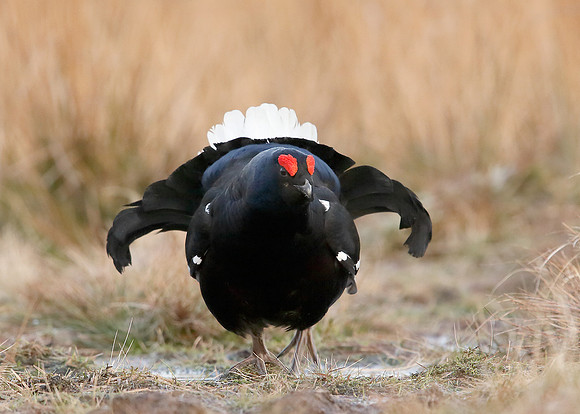 Black Grouse Tetrao tetrix