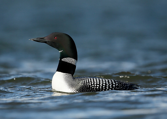 Great Northern Diver Gavia immer